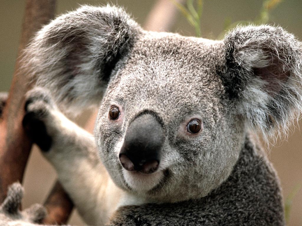 Koala, ´Ü¾çÇÐ Å×½ºÆ®